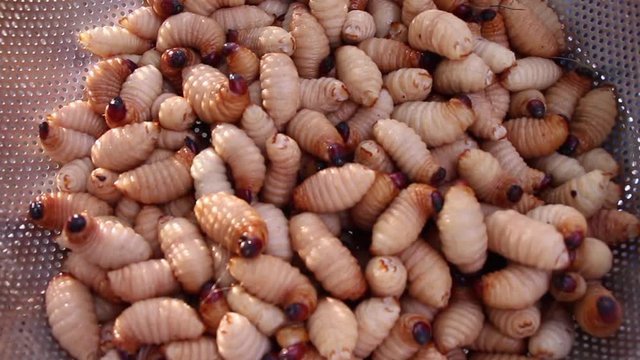 Red palm weevil, sago worm (Rhynchophorus ferrugineus) close up