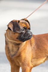 Pug dog Close-up