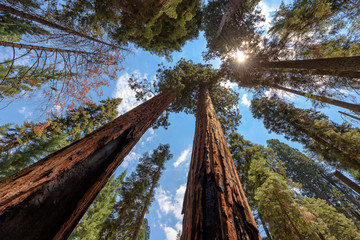 Giant tree closeup in Sequoia National Park.