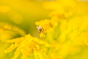 Solidago, goldenrod yellow flowers in summer. Lonely bee sits on a yellow flowering goldenrod and collects nectar