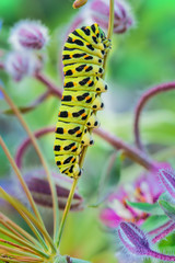 Green caterpillar swallowtail butterfly Papilio machaon on the branch of fennel, macro