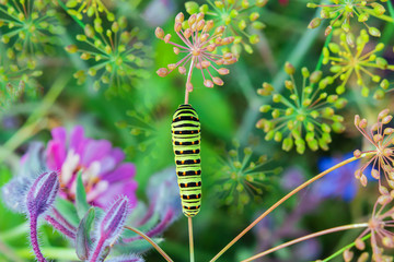 Green caterpillar swallowtail butterfly Papilio machaon on the branch of fennel, closeup, top view