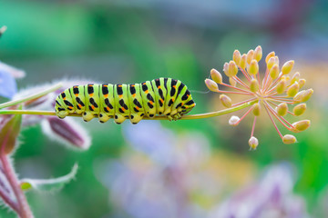 Green caterpillar swallowtail butterfly Papilio machaon on the branch of fennel, macro on light background