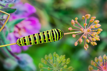 Green caterpillar swallowtail butterfly Papilio machaon on the branch of fennel, closeup, top view