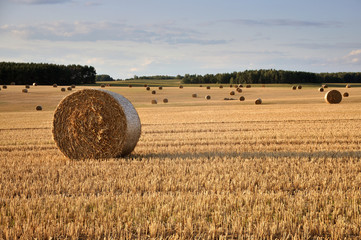 Fototapeta premium Many round haystacks on dry yellow field in perspective. August harvest.