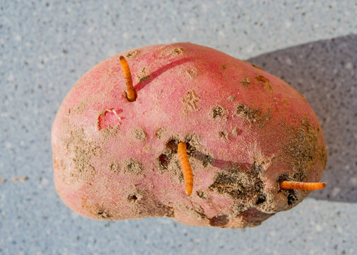 The larva of the click beetle Elateridae in fresh pink potato tubers, top view, vegetable pest, macro
