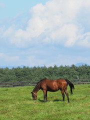 Obraz premium 牧場の馬