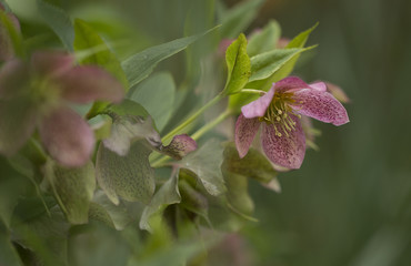 Christrosen - Lenzrosen - Nieswurz (Helleborus)