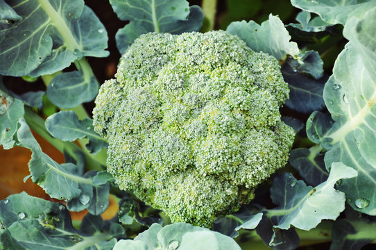 Broccoli cabbage growing in the garden close-up.