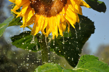 Naklejka premium Ripe yellow sunflower with a lot of water droplets.