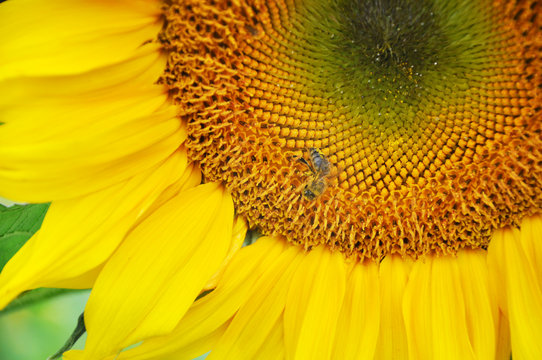 The core of a yellow ripe sunflower with a bee collecting pollen. Close up.