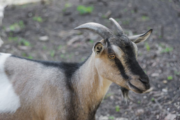 Portrait of a domestic goat
