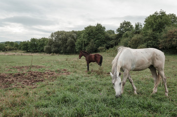 white and brown horse at green field