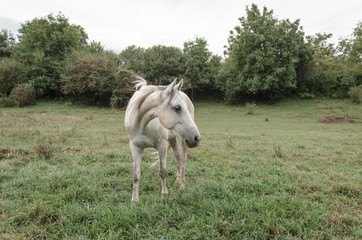 white beauty horse in stall