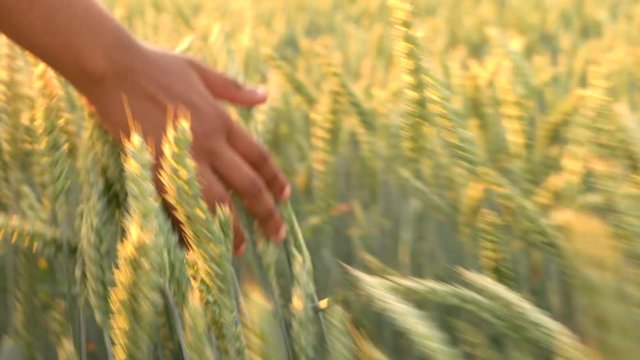 4K video clip of young mixed race adult woman female girls hand feeling the top of a field of barley crop at sunset or sunrise