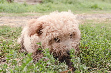 adorable dirty fluffy white dog coming from shed