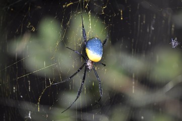 Black Legged Nephila
