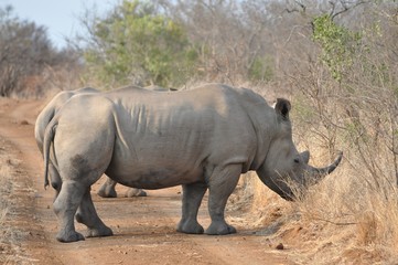 White Rhino blocking the road