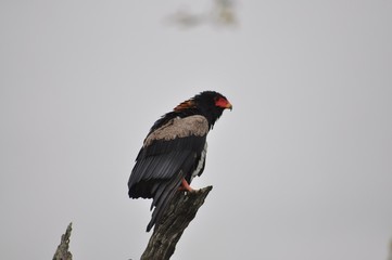 Bateleur overlooking the African Plains for potential prey