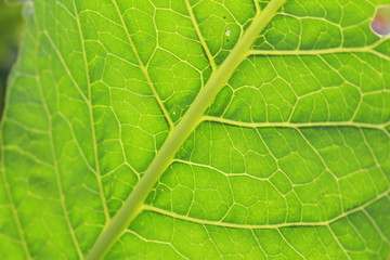 leaf  green plant nature