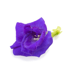 Blue pea flowers isolated on white background