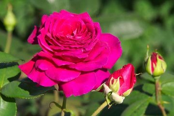 Красная роза.