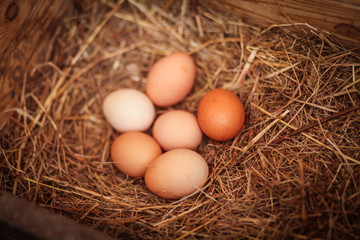 яйца в курятнике 
