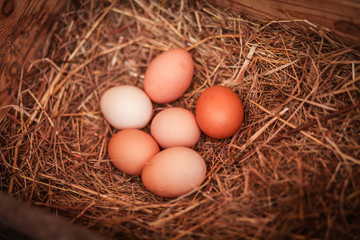 яйца в курятнике 