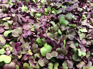 Close-up of radish microgreens, with purple and green leaves