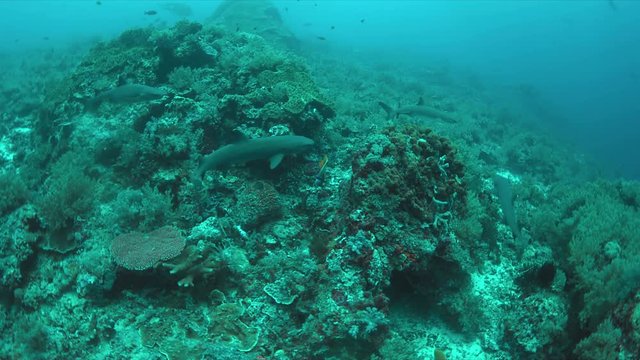 Whitetip Reef Sharks hunting on a coral reef. 4k footage