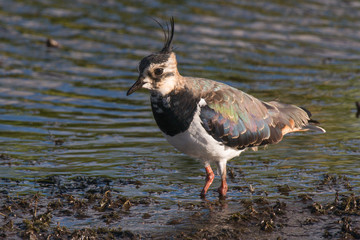 Northern lapwing