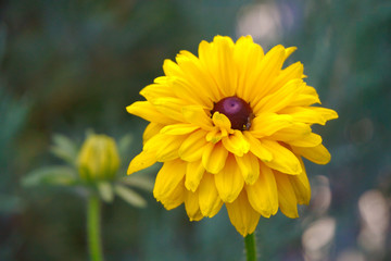 Желтая рудбекия.