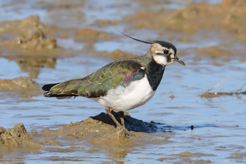 Fototapeta premium Northern lapwing