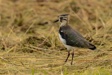 Northern lapwing
