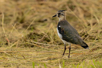 Northern lapwing
