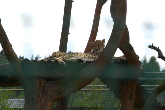 Гепард лежит в вольере зоопарка.