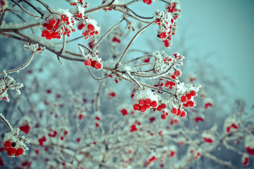 Red berries of viburnum with hoarfrost