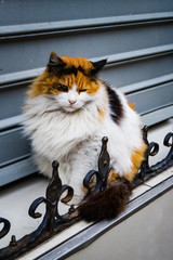 Cat on street of Instanbul - 170809912