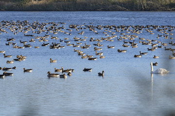 Gänse rasten auf einem See 