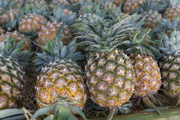Fresh pineapple in the countryside market.