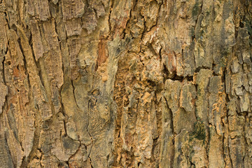 Background texture of tree bark, Cracks skin of a tree that traces cracking.