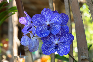 Blue orchid flower in the garden.