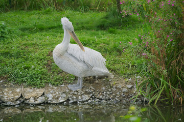 Пеликан на берегу водоема.