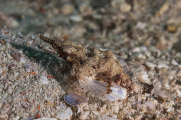 Seamoth (Pegasidae) fish