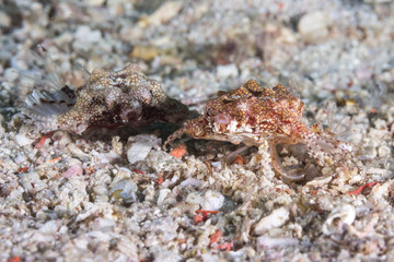 Seamoth (Pegasidae) fish