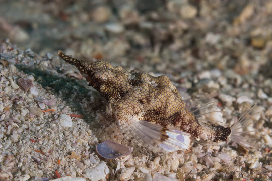 Seamoth (Pegasidae) fish