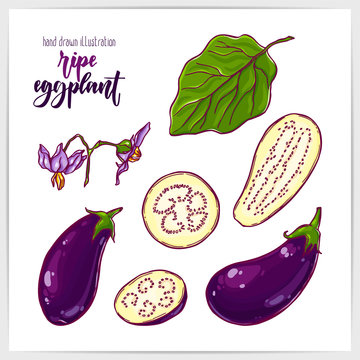 Colorful set of ripe and tasty eggplant, whole and sliced, with leaves. Hand drawn illustration with hand lettering headline.