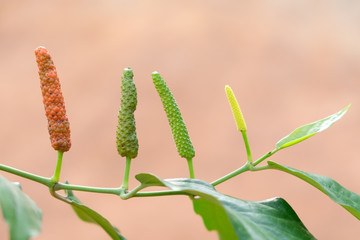 Long Pepper, spices and herbs with medicinal properties.