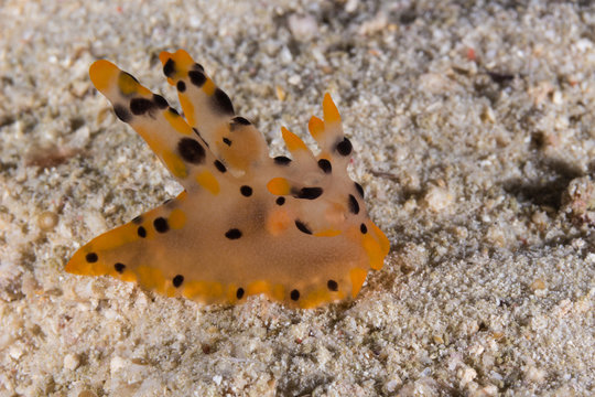 Thecacera sp. Nudibranch, Sea Slug