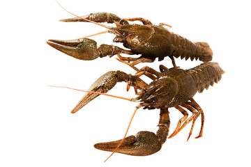 crayfish